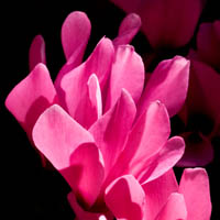 Cyclamen